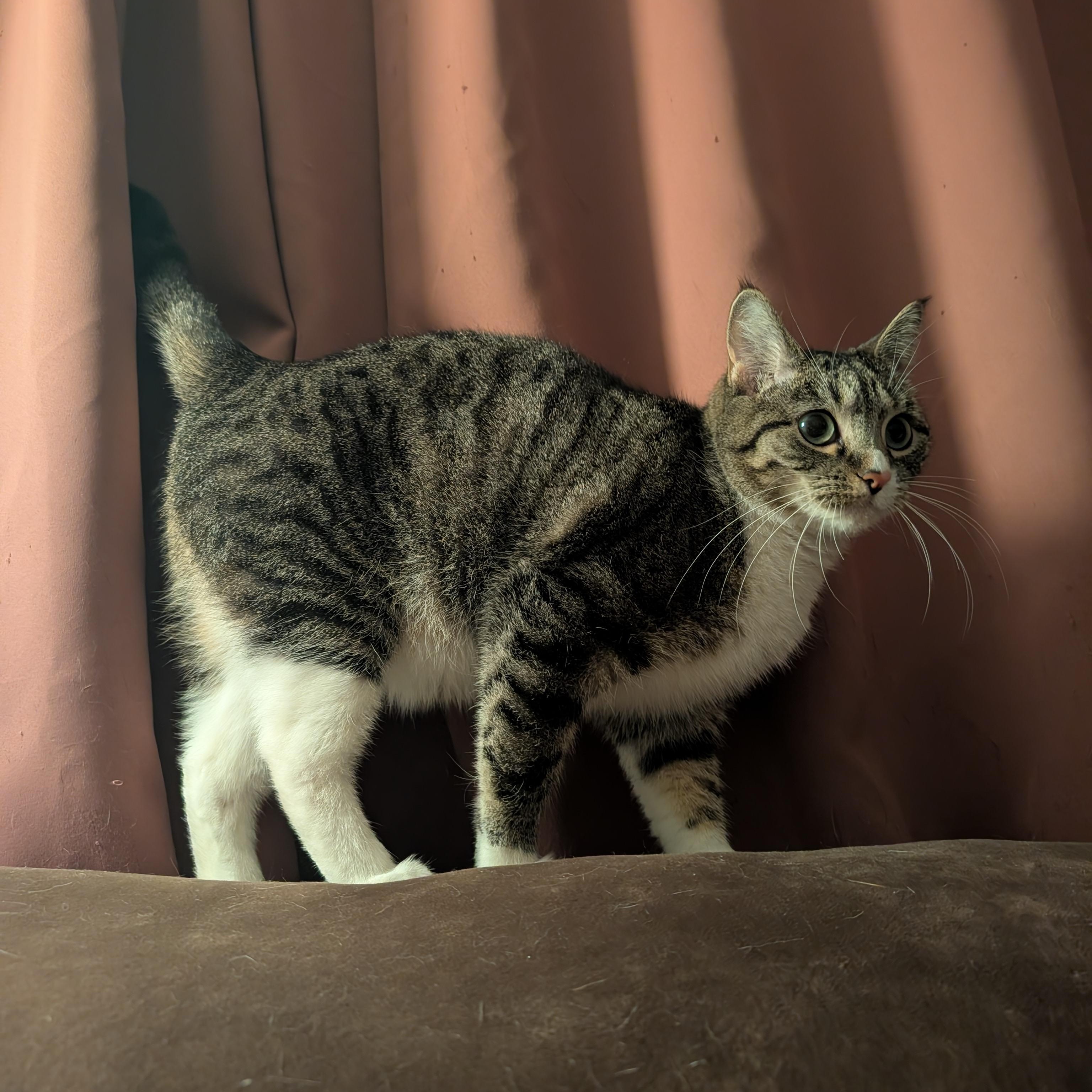 Enlarge Ava, a Adoptable American Shorthair in Ramsey , MN image 5/6