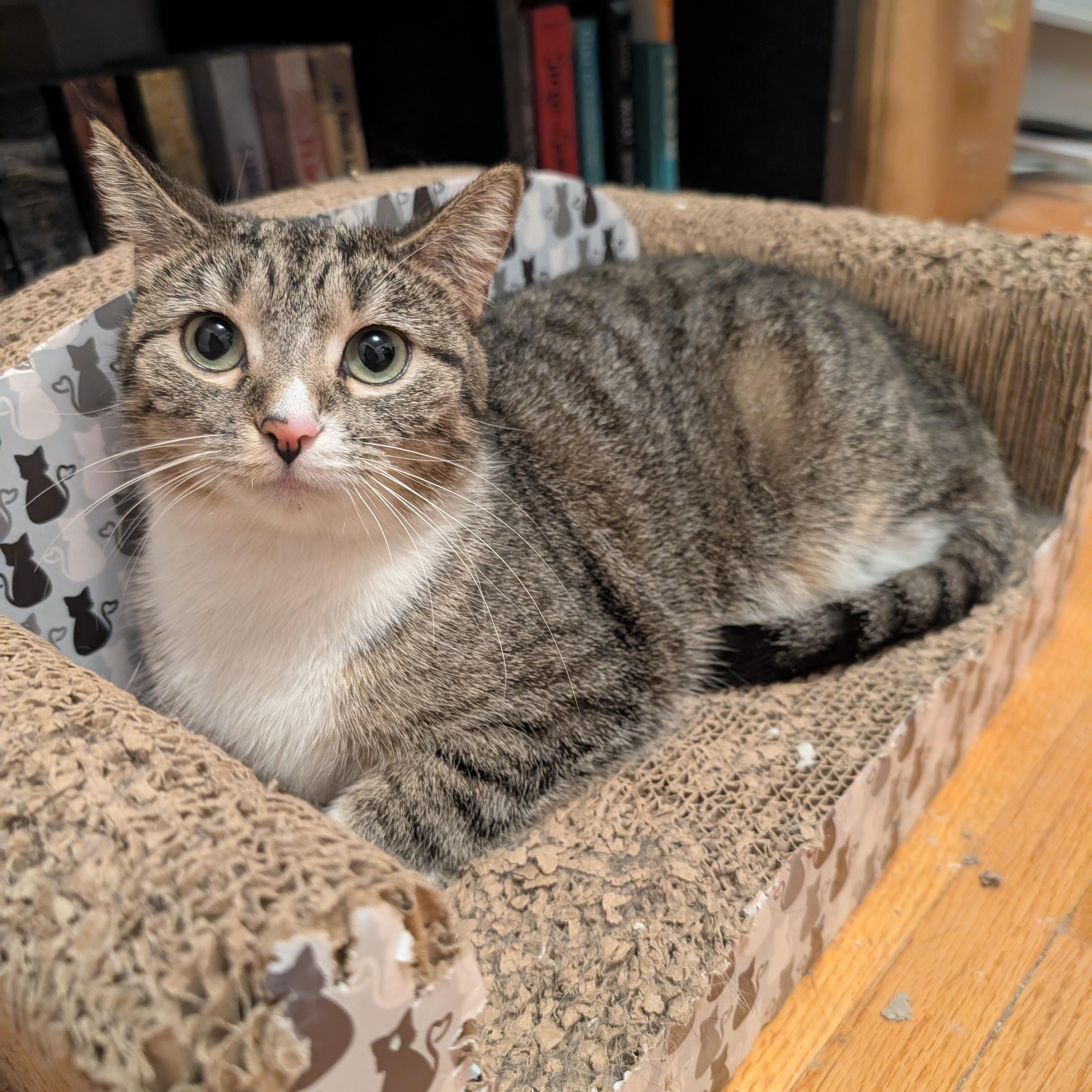 Enlarge Ava, a Adoptable American Shorthair in Ramsey , MN image 3/6