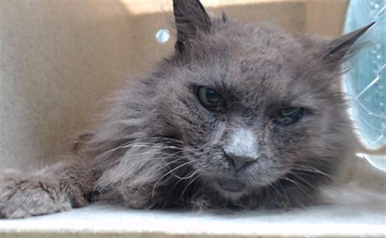 Enlarge DAISY, a Adoptable Domestic Long Hair in Downey, CA image 1/1
