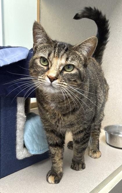 Mahogany, Adoptable, Adult Female Domestic Short Hair & Domestic Short Hair.