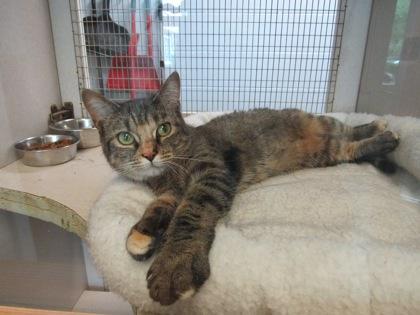 Mahogany, a Adoptable mixed breed in Palm Coast, FL image 2/3