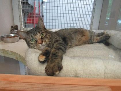 Mahogany, a Adoptable mixed breed in Palm Coast, FL image 2/3