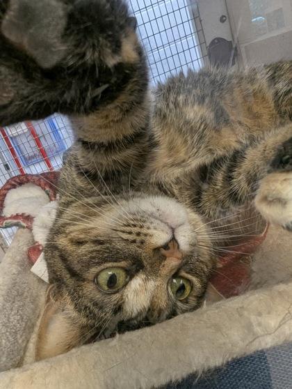 Mahogany, a Adoptable mixed breed in Palm Coast, FL image 3/3