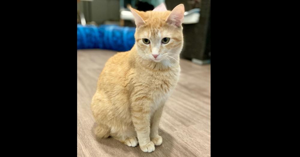 Shannon, Adoptable, Adult Female Domestic Medium Hair & Tabby.