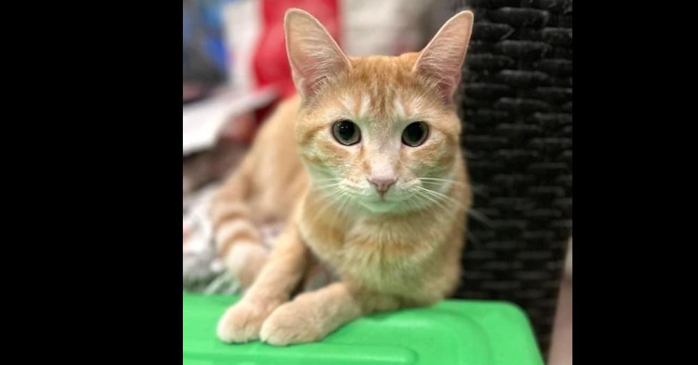 Enlarge Shannon, a Adoptable mixed breed in New Cumberland, WV image 2/4