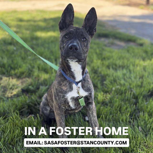REX, Adoptable, Young Male German Shepherd Dog & Mixed Breed.