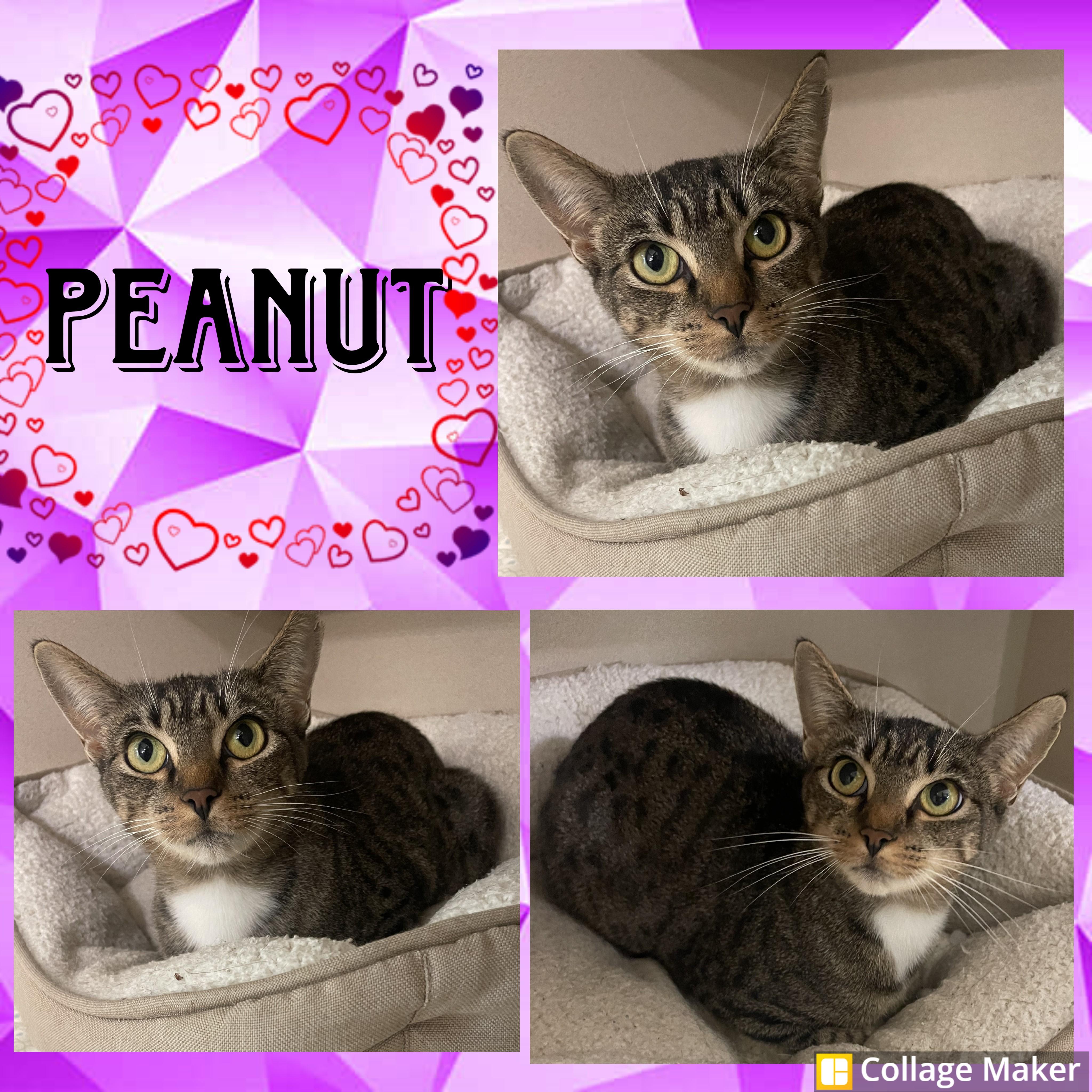 Enlarge Peanut, a Adoptable mixed breed in Clearfield, PA image 1/1