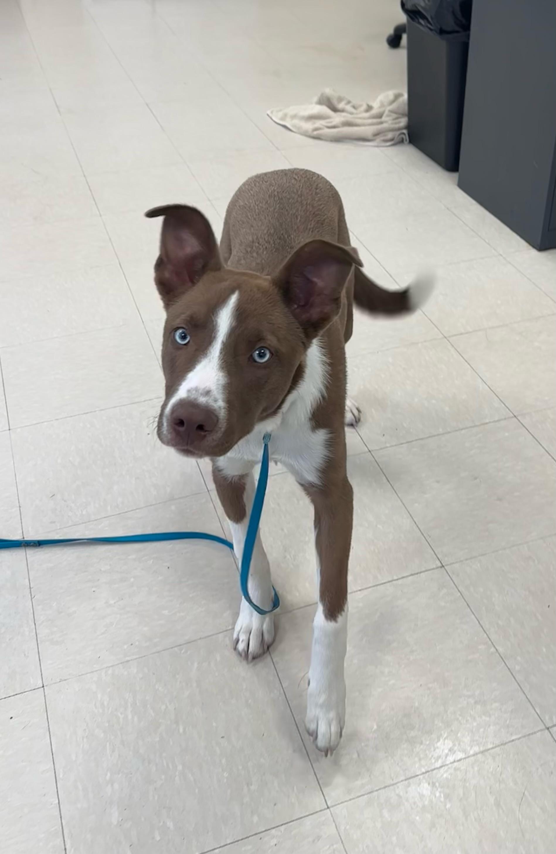 Enlarge Buster , an adopted mixed breed in Clayton, NJ image 1/2