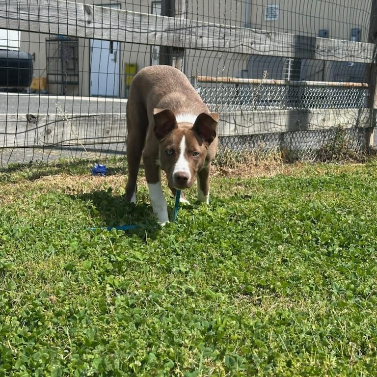 Enlarge Buster , an adopted mixed breed in Clayton, NJ image 2/2