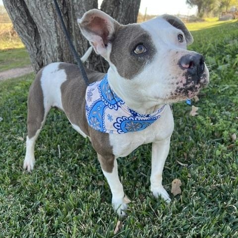 Enlarge ALLEY, a Adoptable Pit Bull Terrier in Albany, NY image 3/6