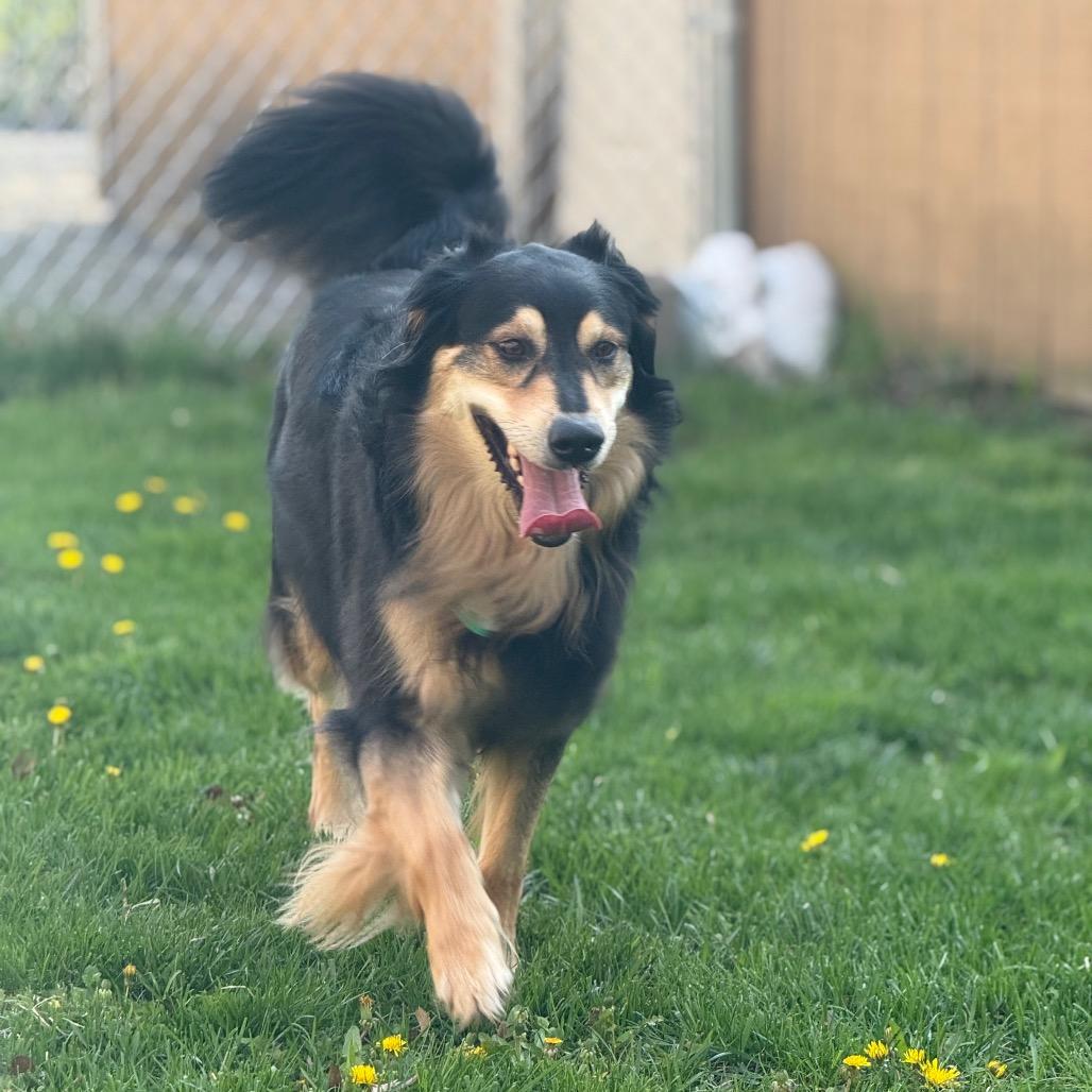 Lexi, Adoptable, Adult Female Australian Shepherd & Golden Retriever.