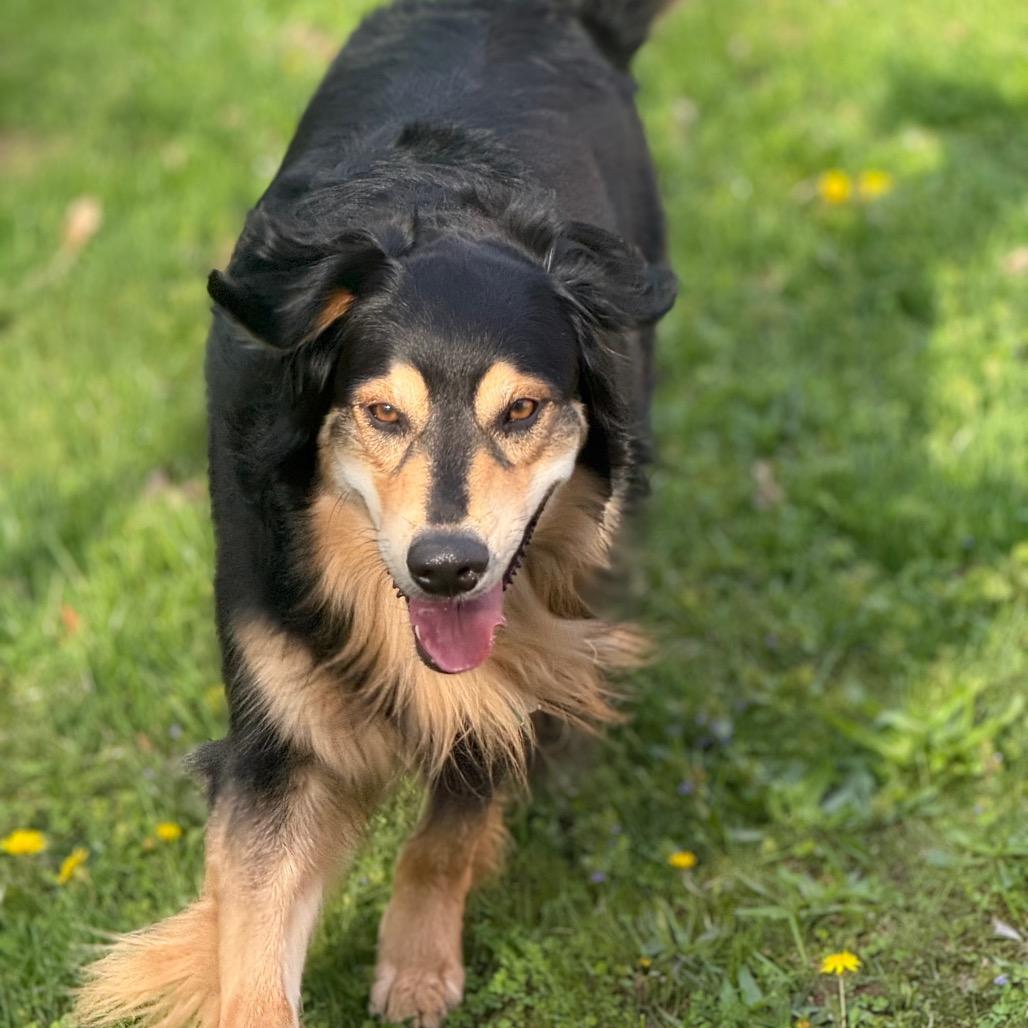 Enlarge Lexi, a Adoptable mixed breed in Grand Rapids, MI image 2/6