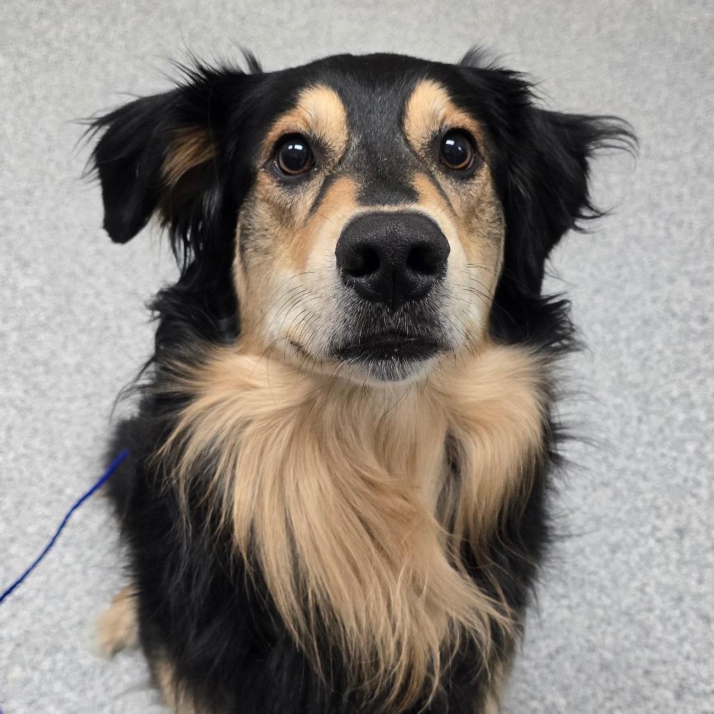Enlarge Lexi, a Adoptable mixed breed in Grand Rapids, MI image 3/6