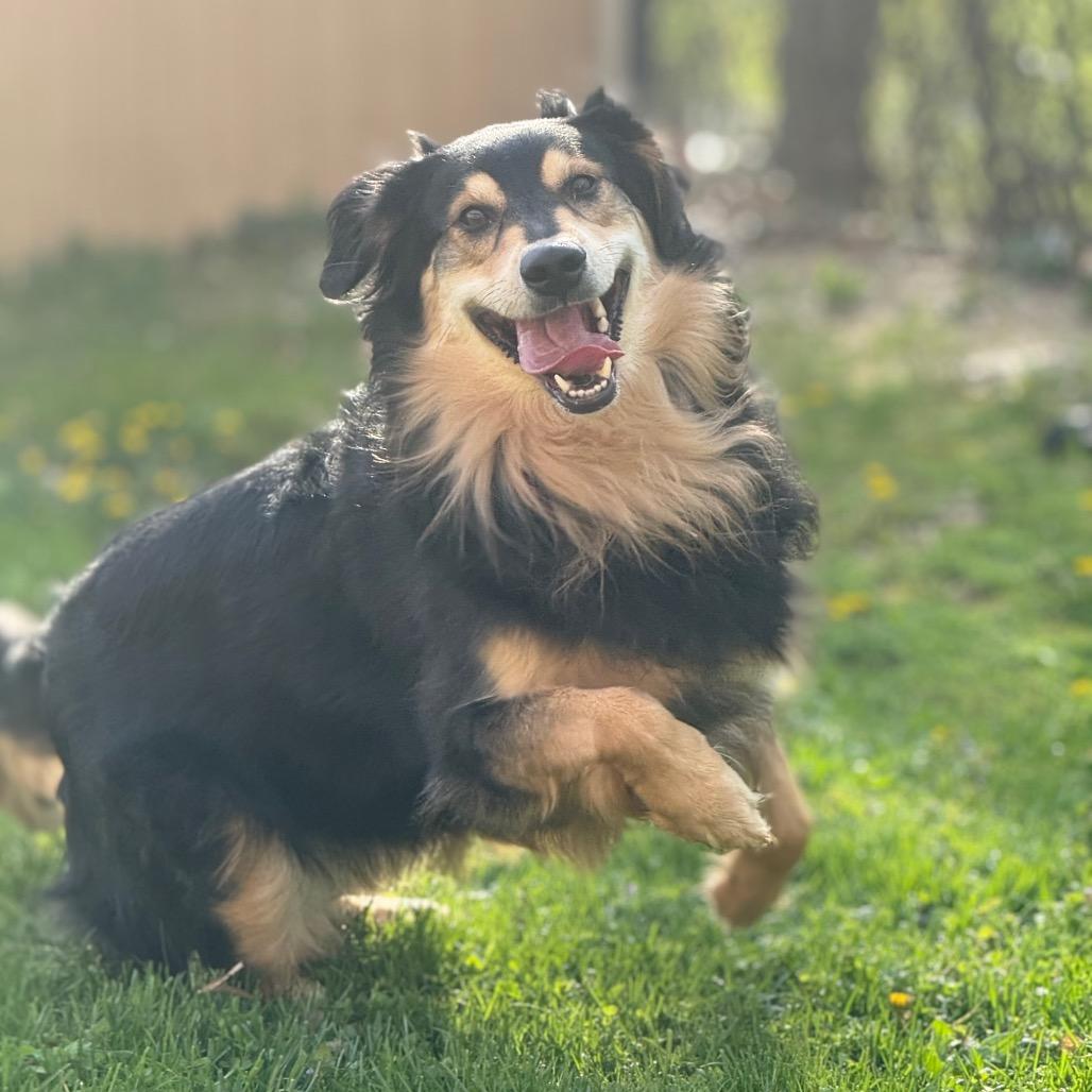 Enlarge Lexi, a Adoptable mixed breed in Grand Rapids, MI image 4/6