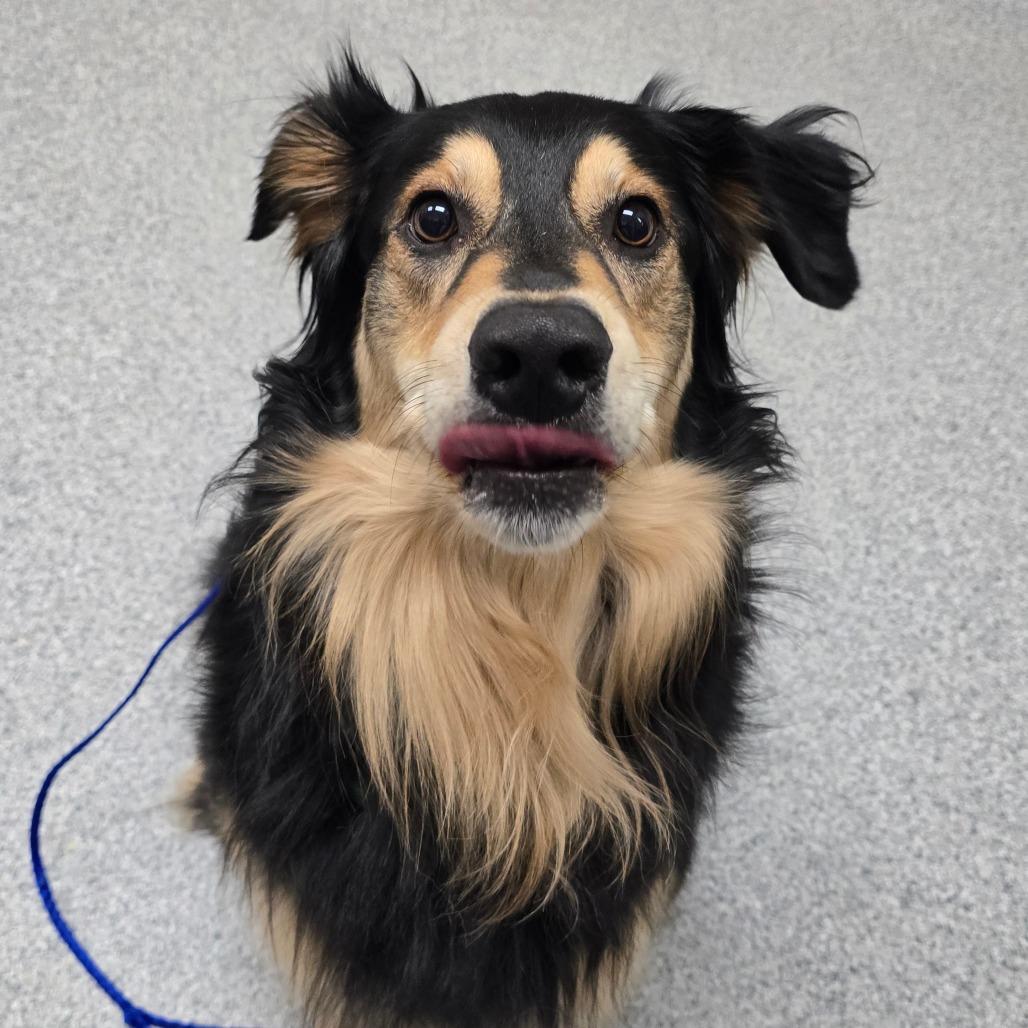 Enlarge Lexi, a Adoptable mixed breed in Grand Rapids, MI image 5/6