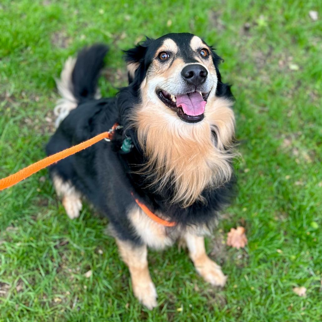 Enlarge Lexi, a Adoptable mixed breed in Grand Rapids, MI image 6/6