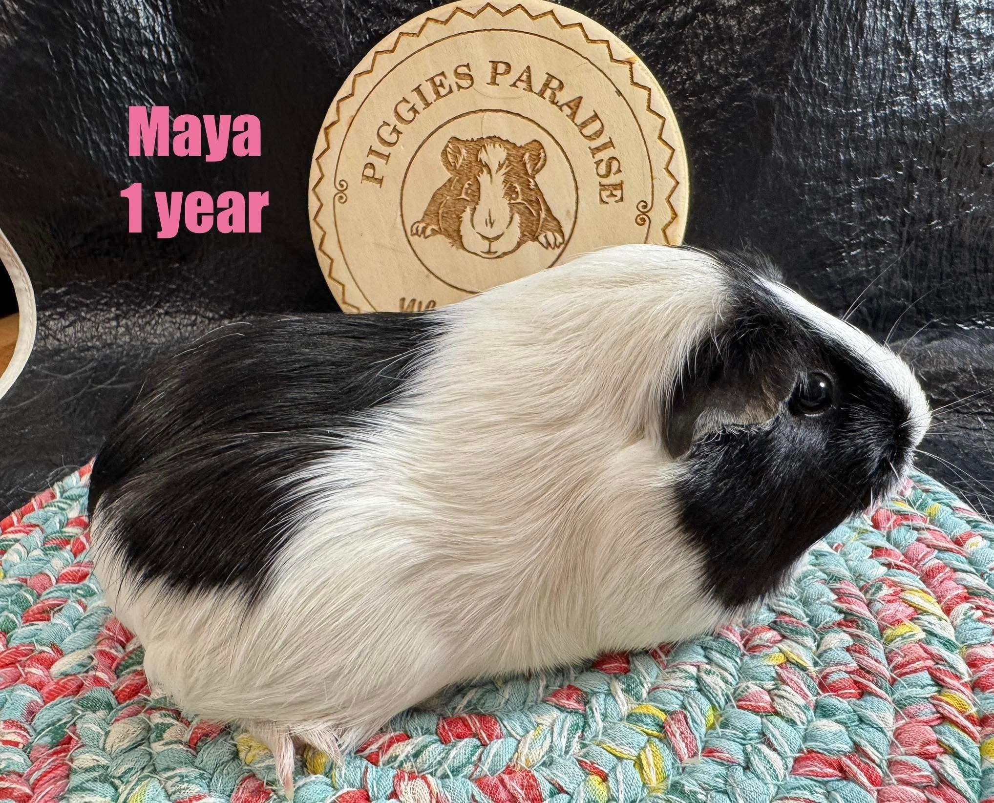 Enlarge Maya, a Adoptable Short-Haired in Red Oak, IA image 1/1