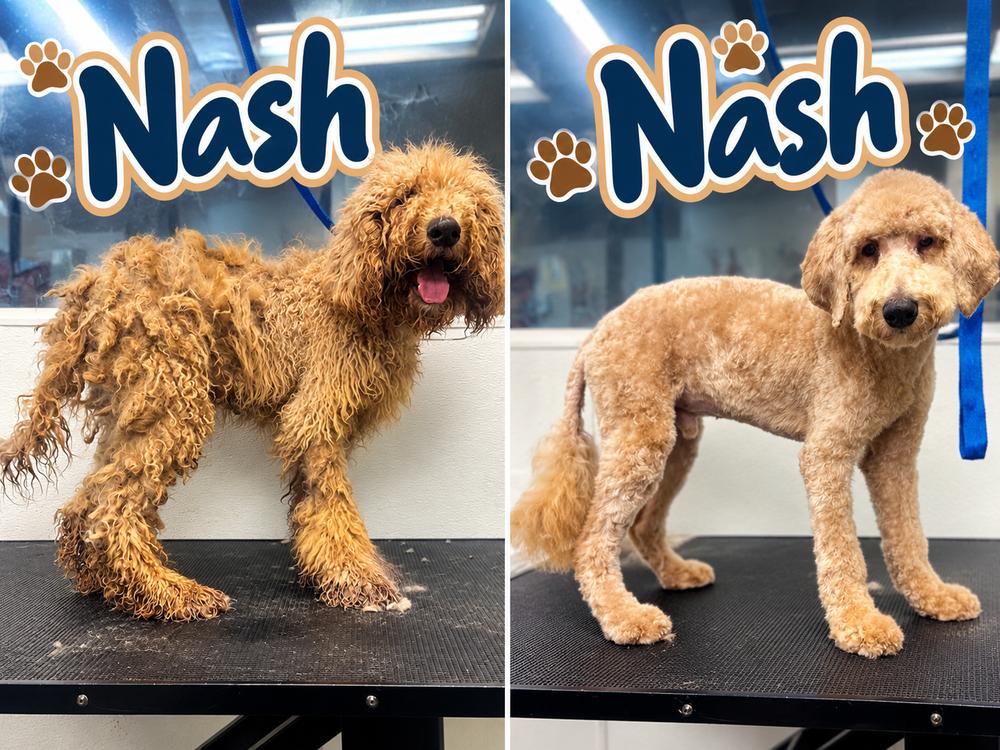 Nash, Adoptable, Puppy Male Goldendoodle.