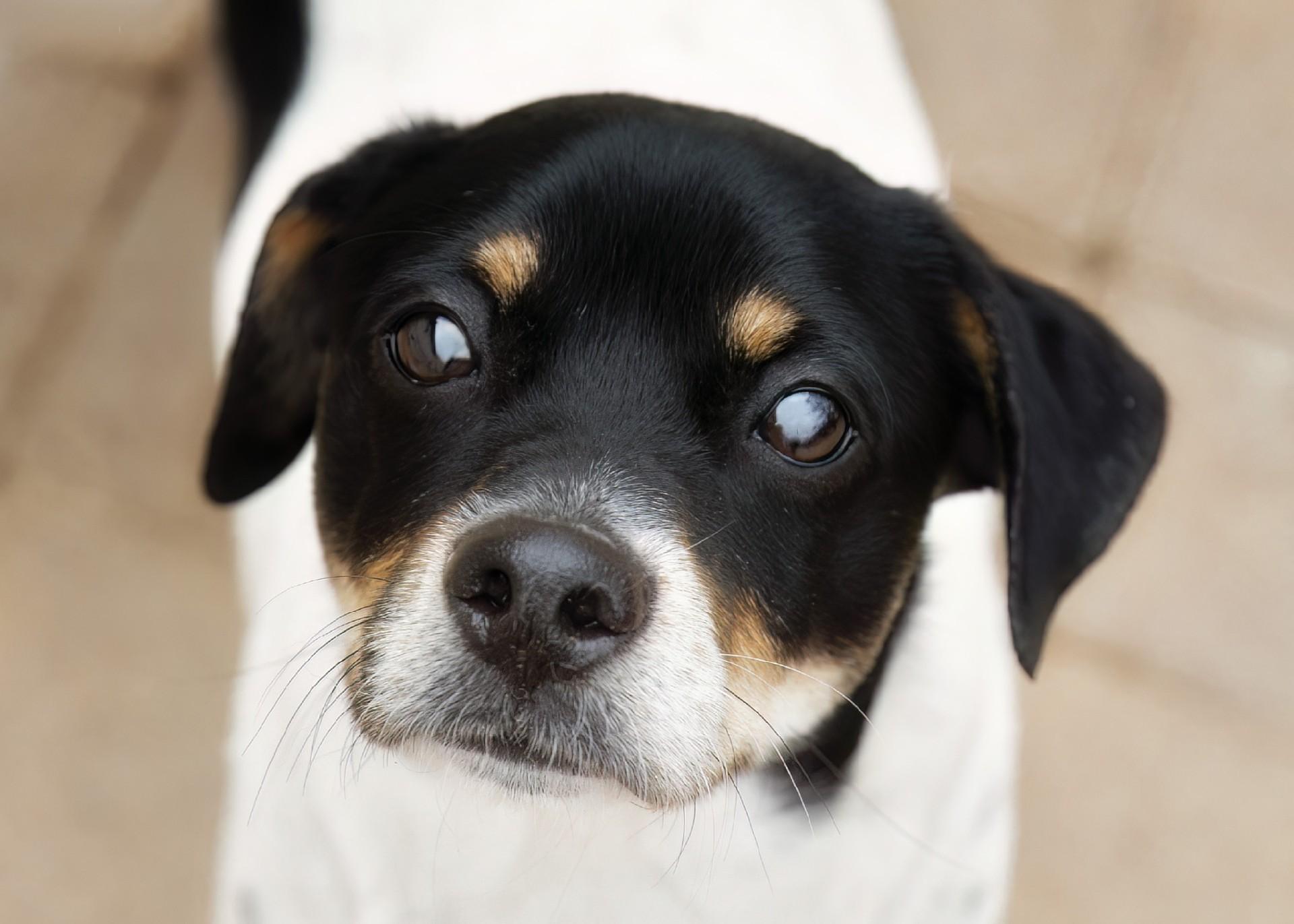 Luca, Adult Male Jack Russell Terrier