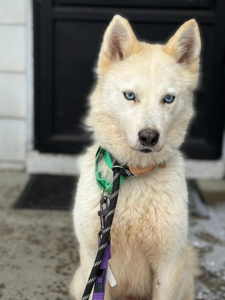 Bolt, Adoptable, Adult Male Husky & Mixed Breed.