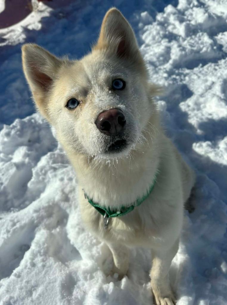 Enlarge Bolt, a Adoptable mixed breed in Warren, MI image 3/6