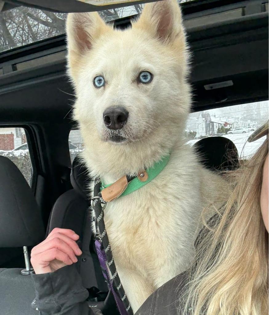 Bolt, a Adoptable mixed breed in Warren, MI image 2/5