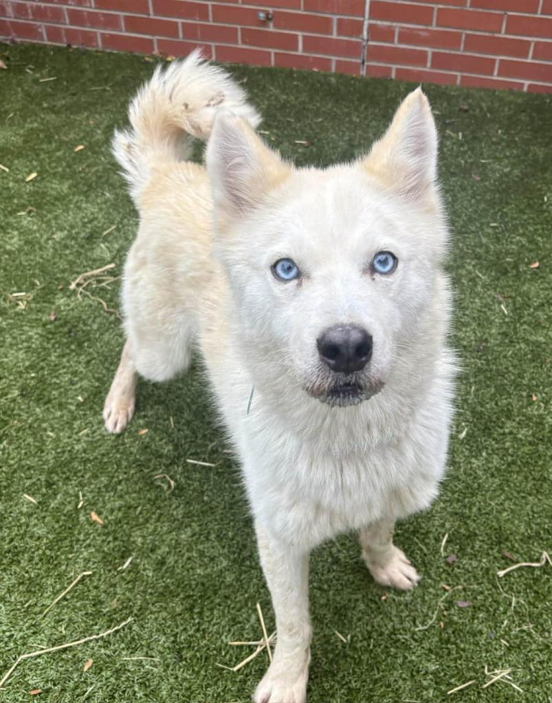 Enlarge Bolt, a Adoptable mixed breed in Warren, MI image 4/6