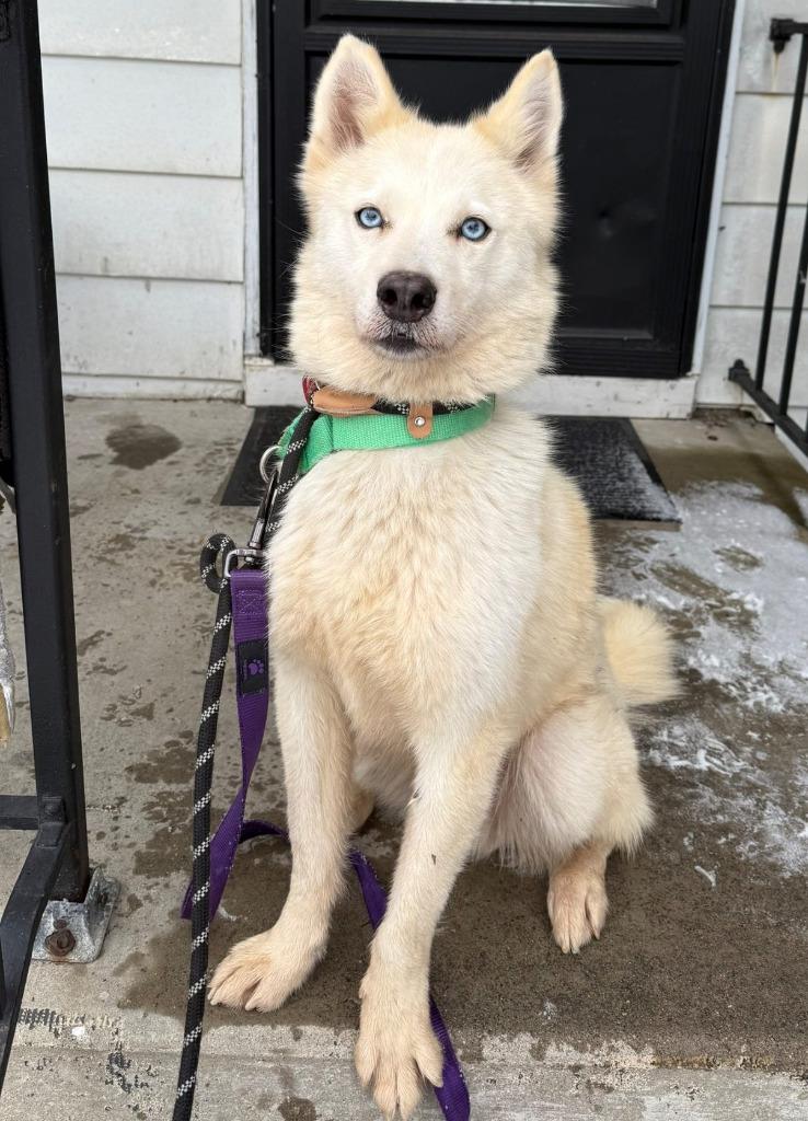 Enlarge Bolt, a Adoptable mixed breed in Warren, MI image 6/6