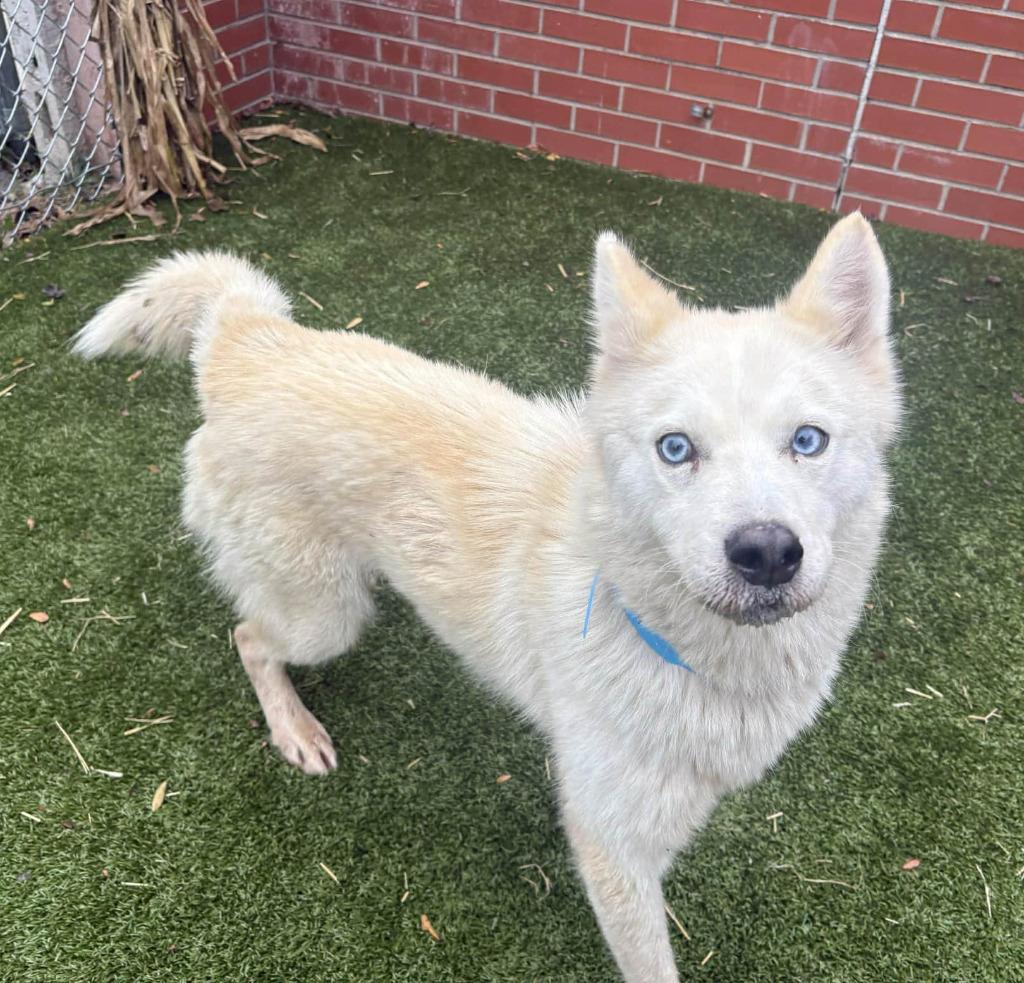 Bolt, a Adoptable mixed breed in Warren, MI image 5/5