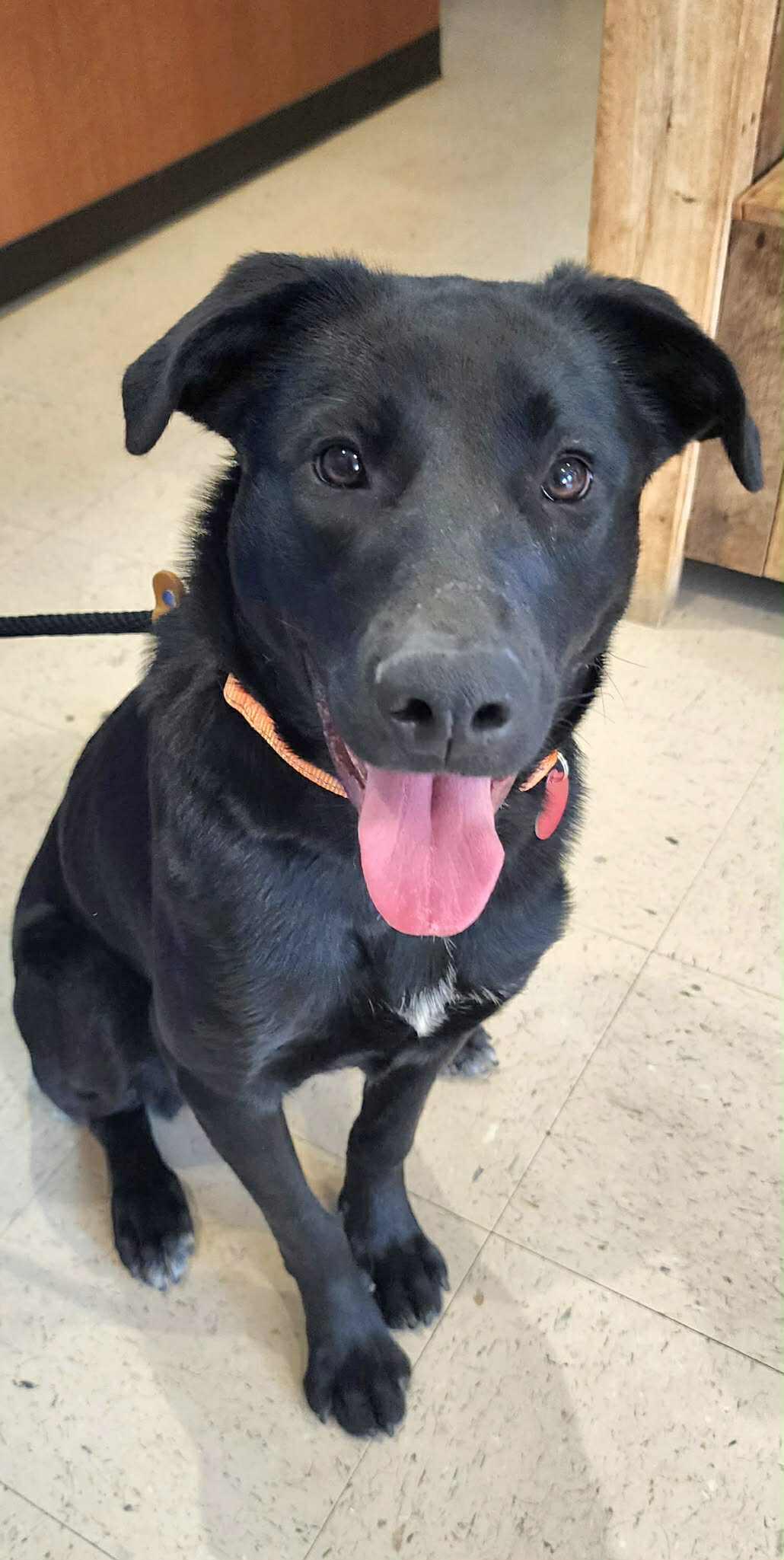 Enlarge Scarlette, a ADOPTABLE mixed breed in Cumming, GA image 3/6