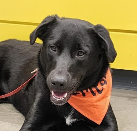 Scarlette, an adopted mixed breed in Cumming, GA image 1/6