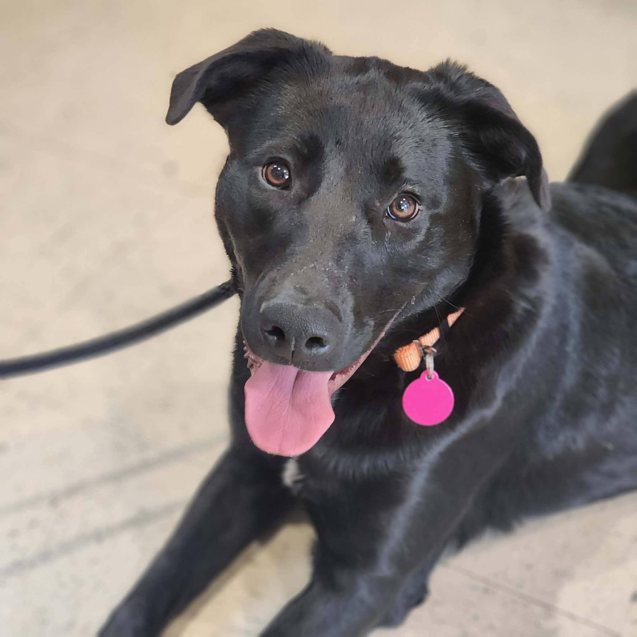Scarlette, ADOPTABLE, Young Female Labrador Retriever & Shepherd.