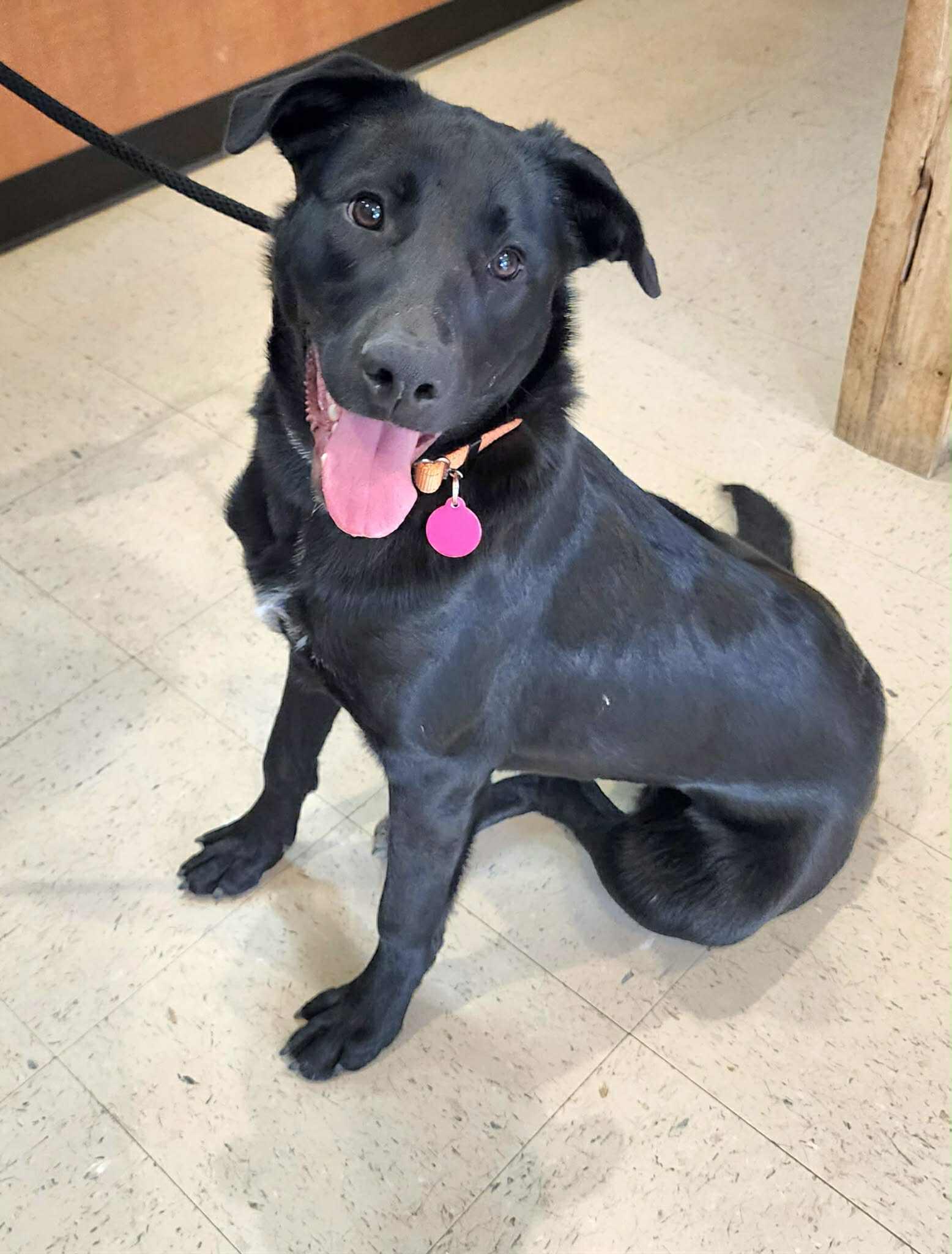 Enlarge Scarlette, a ADOPTABLE mixed breed in Cumming, GA image 4/6