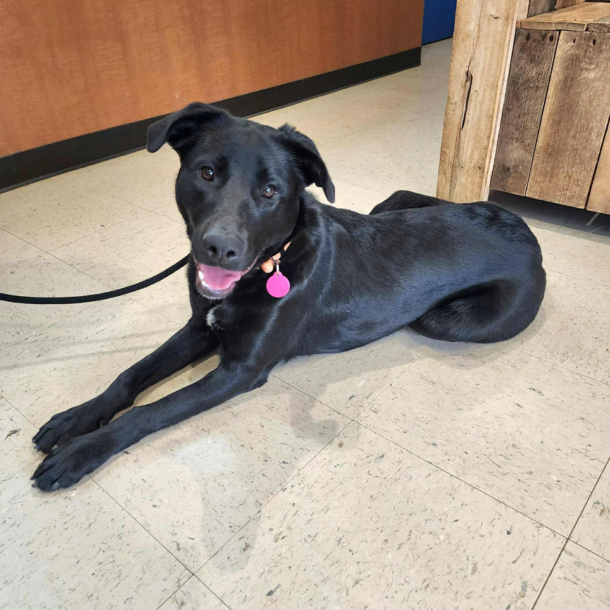 Enlarge Scarlette, a ADOPTABLE mixed breed in Cumming, GA image 5/6