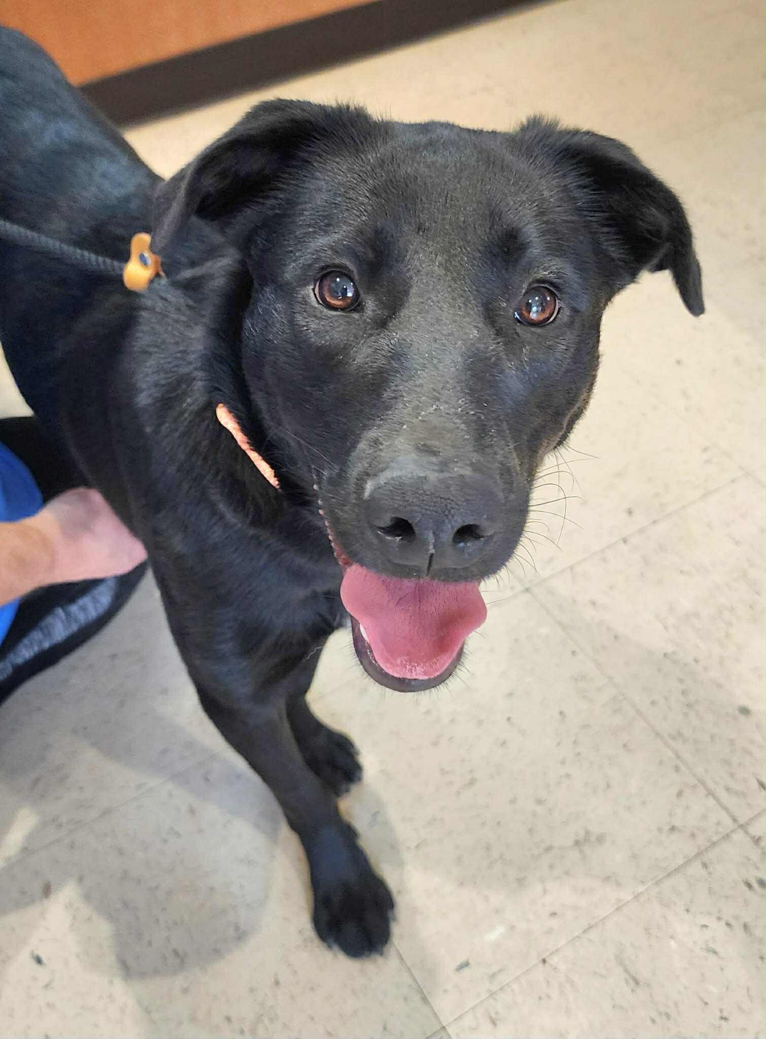 Enlarge Scarlette, a ADOPTABLE mixed breed in Cumming, GA image 2/6