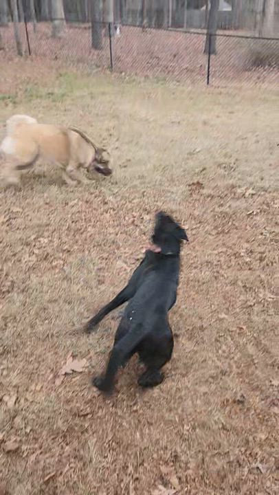 Enlarge Scarlette, a ADOPTABLE mixed breed in Cumming, GA video 6/6