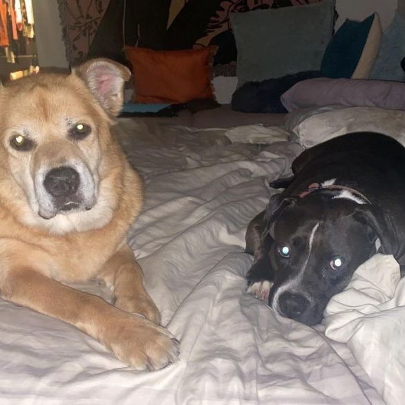 Mistletoe, Adoptable, Adult Female Pit Bull Terrier.