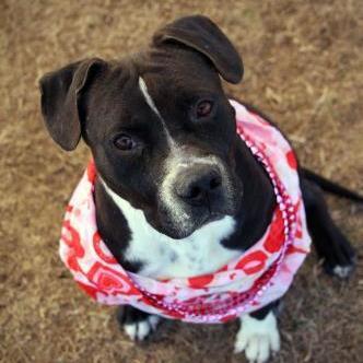 Mistletoe, Adult Female Pit Bull Terrier