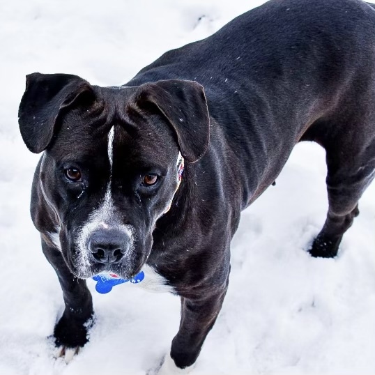 Enlarge Mistletoe, a Adoptable mixed breed in Justin, TX image 3/12