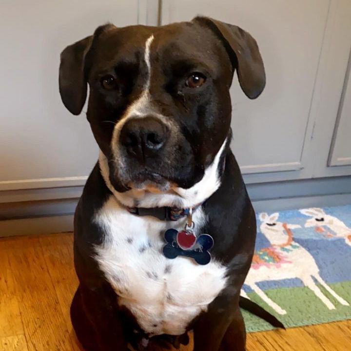 Enlarge Mistletoe, a Adoptable mixed breed in Justin, TX image 4/12