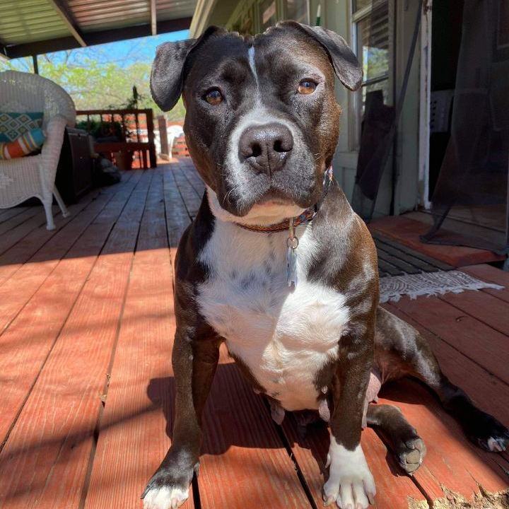 Enlarge Mistletoe, a Adoptable mixed breed in Justin, TX image 5/12