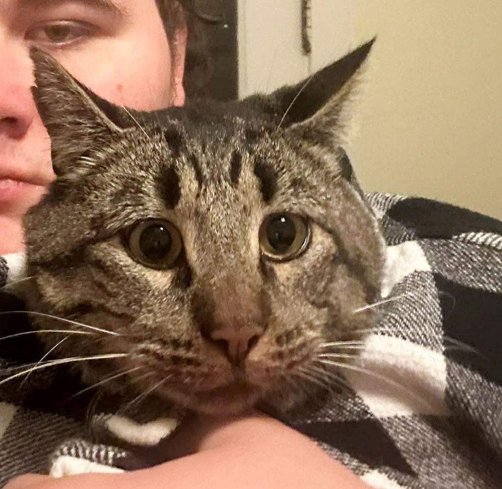 Enlarge HAROLD - Offered by Rescuer - Young man-cat, a Adoptable mixed breed in Hillsboro, OR image 1/2