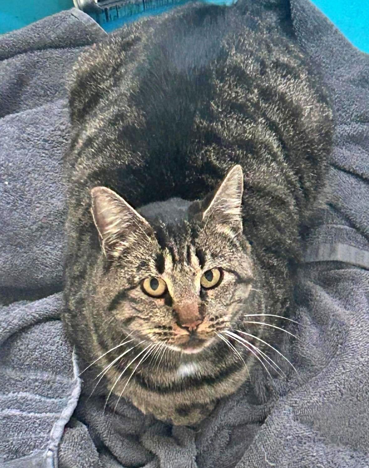 Enlarge HAROLD - Offered by Rescuer - Young man-cat, a Adoptable mixed breed in Hillsboro, OR image 2/2