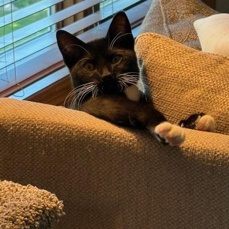 Dewey