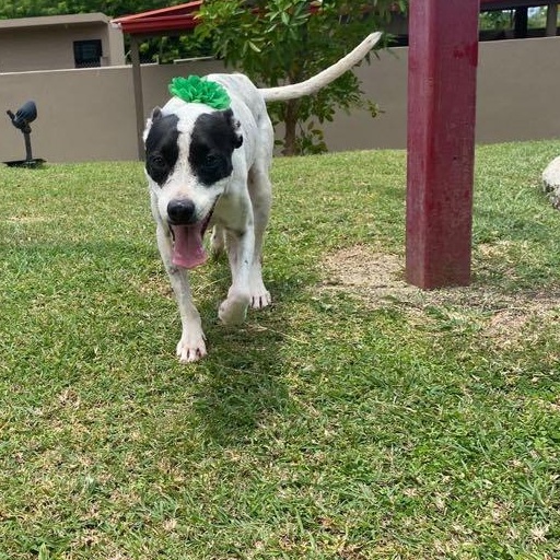 Duri — thumbnail 4