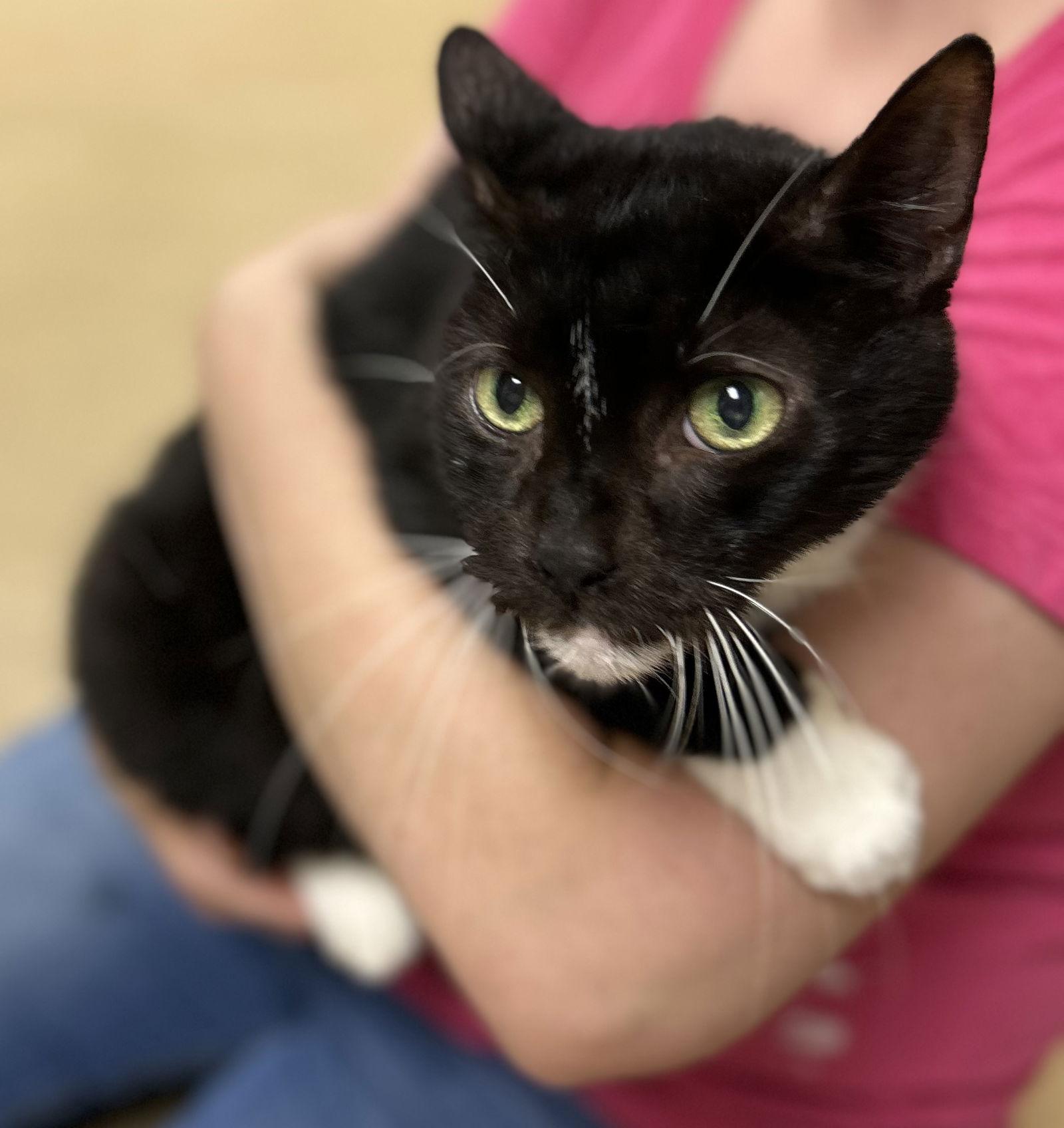 Enlarge Tiko-pending, a Adoptable Domestic Short Hair in Brick, NJ image 1/2