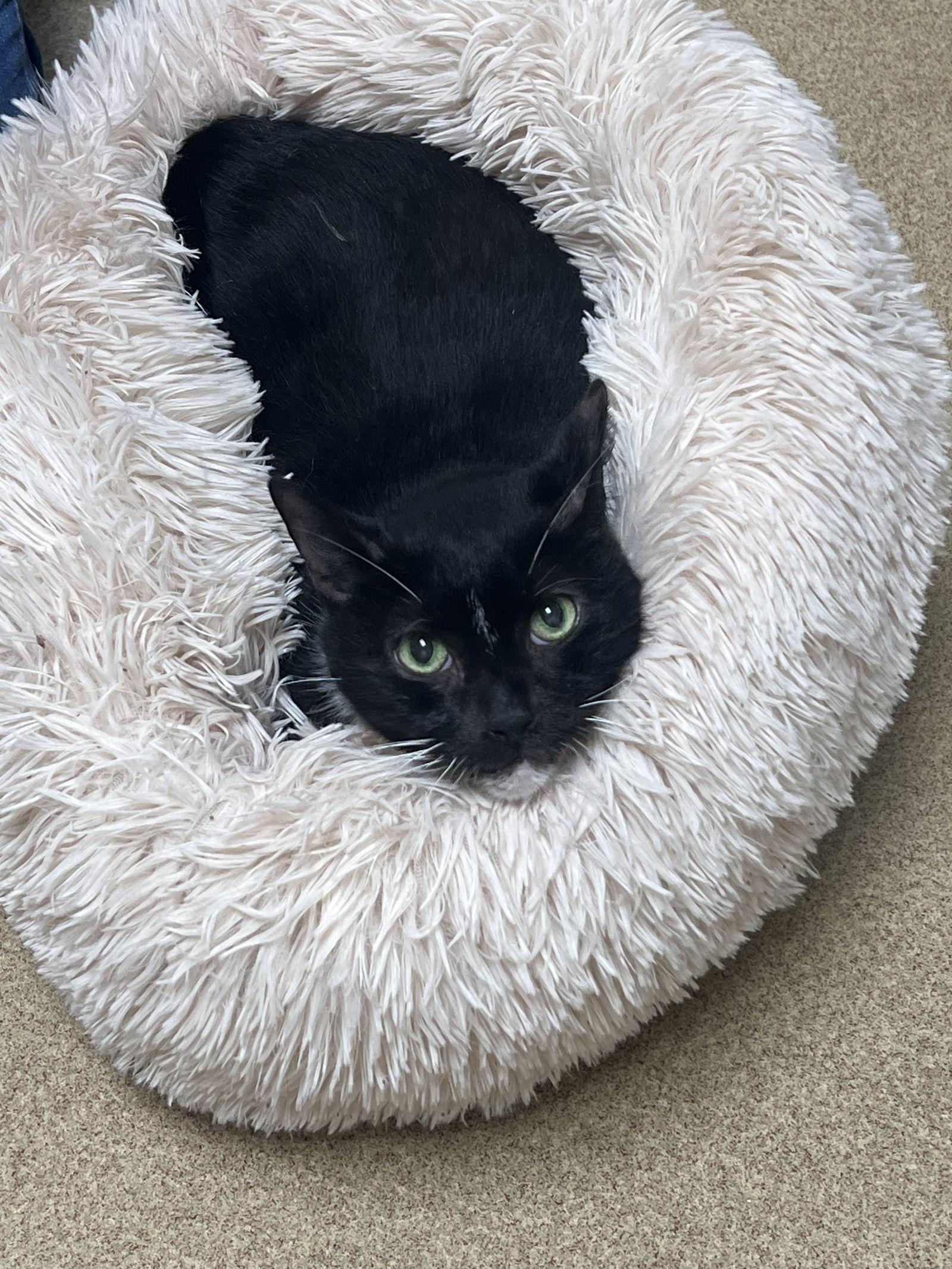 Enlarge Tiko-pending, a Adoptable Domestic Short Hair in Brick, NJ image 2/2