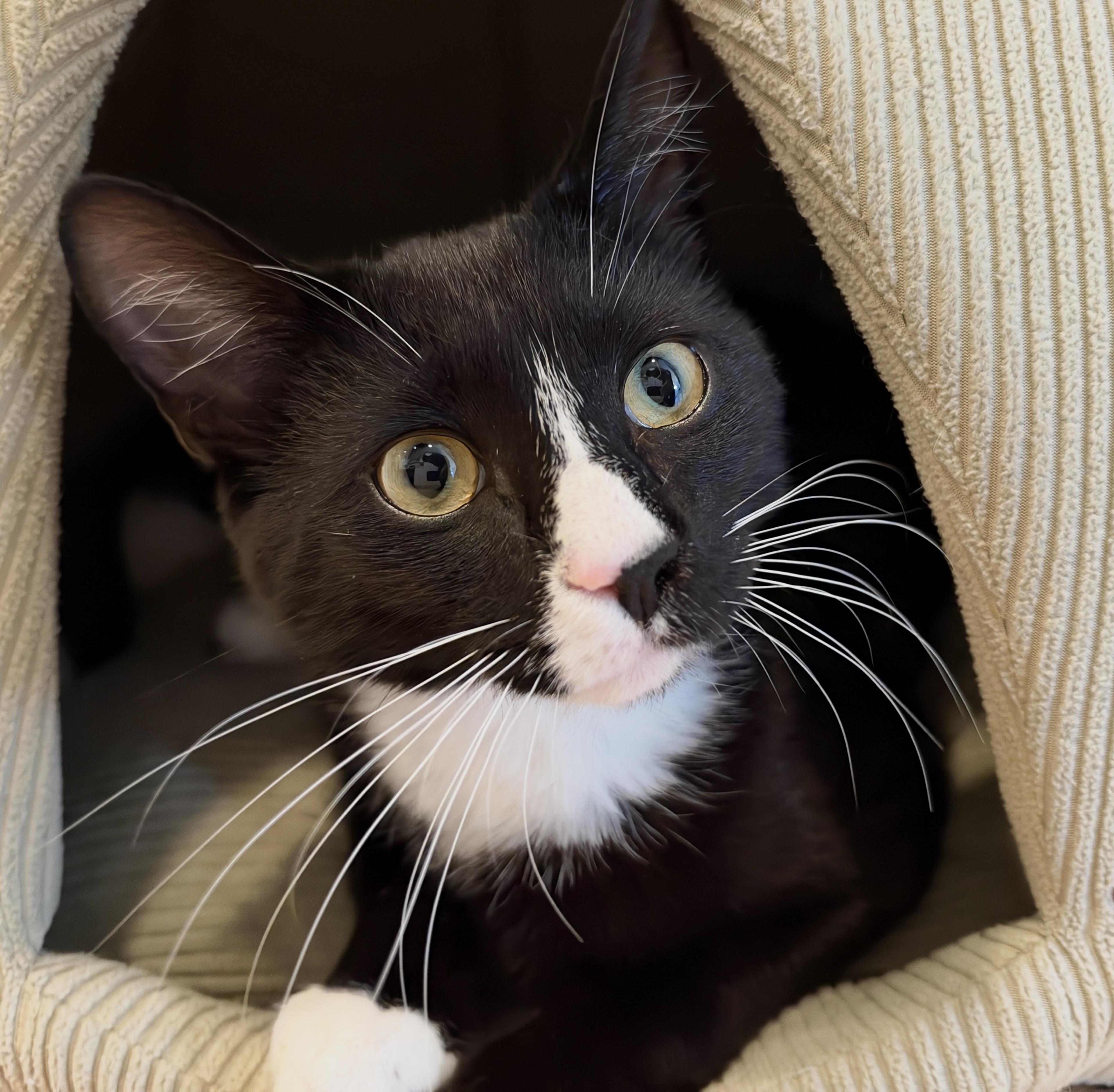 Chandler, Adopted, Adult Male American Shorthair.