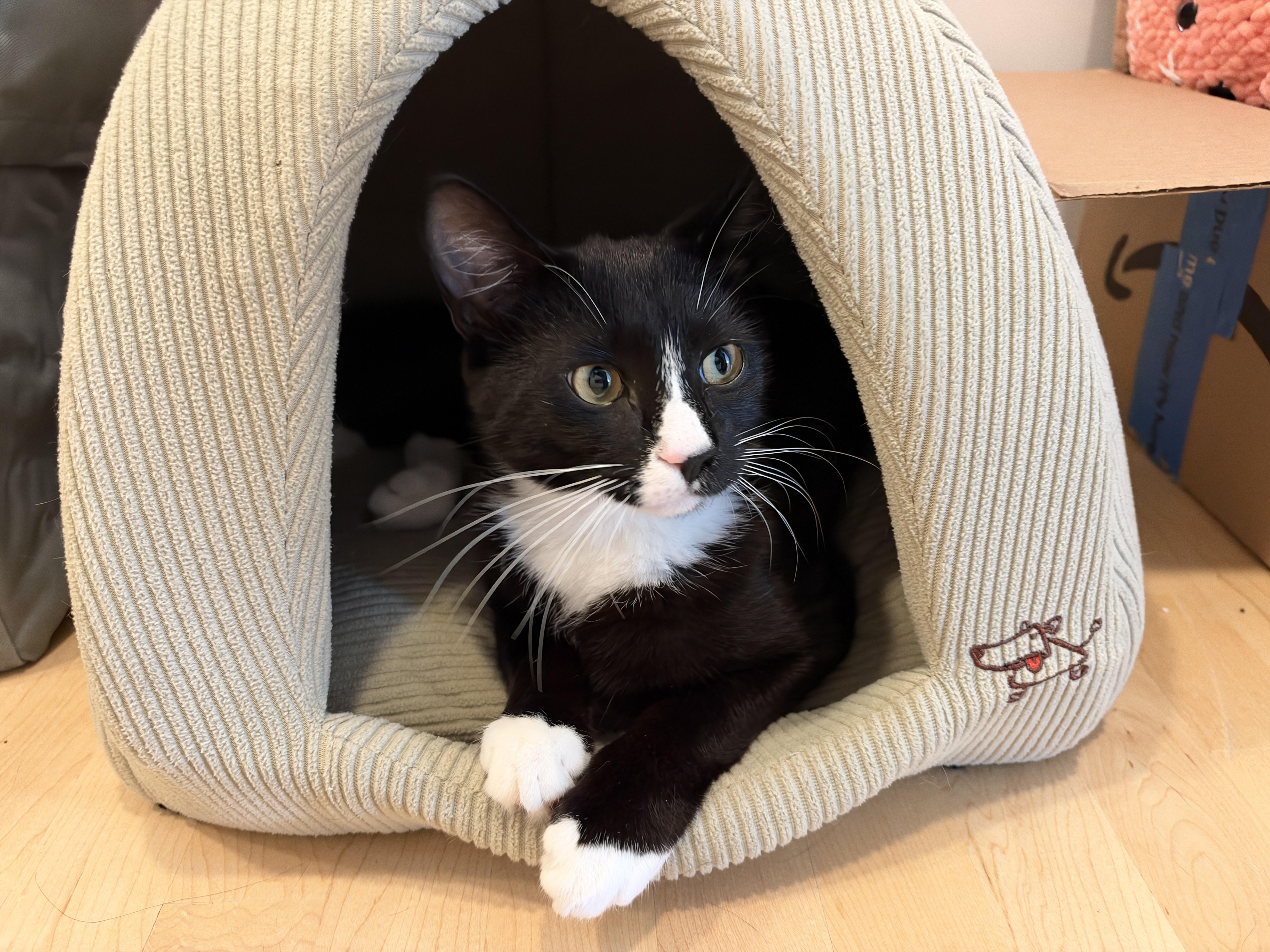 Enlarge Chandler, a Adopted American Shorthair in Hull, MA image 3/3