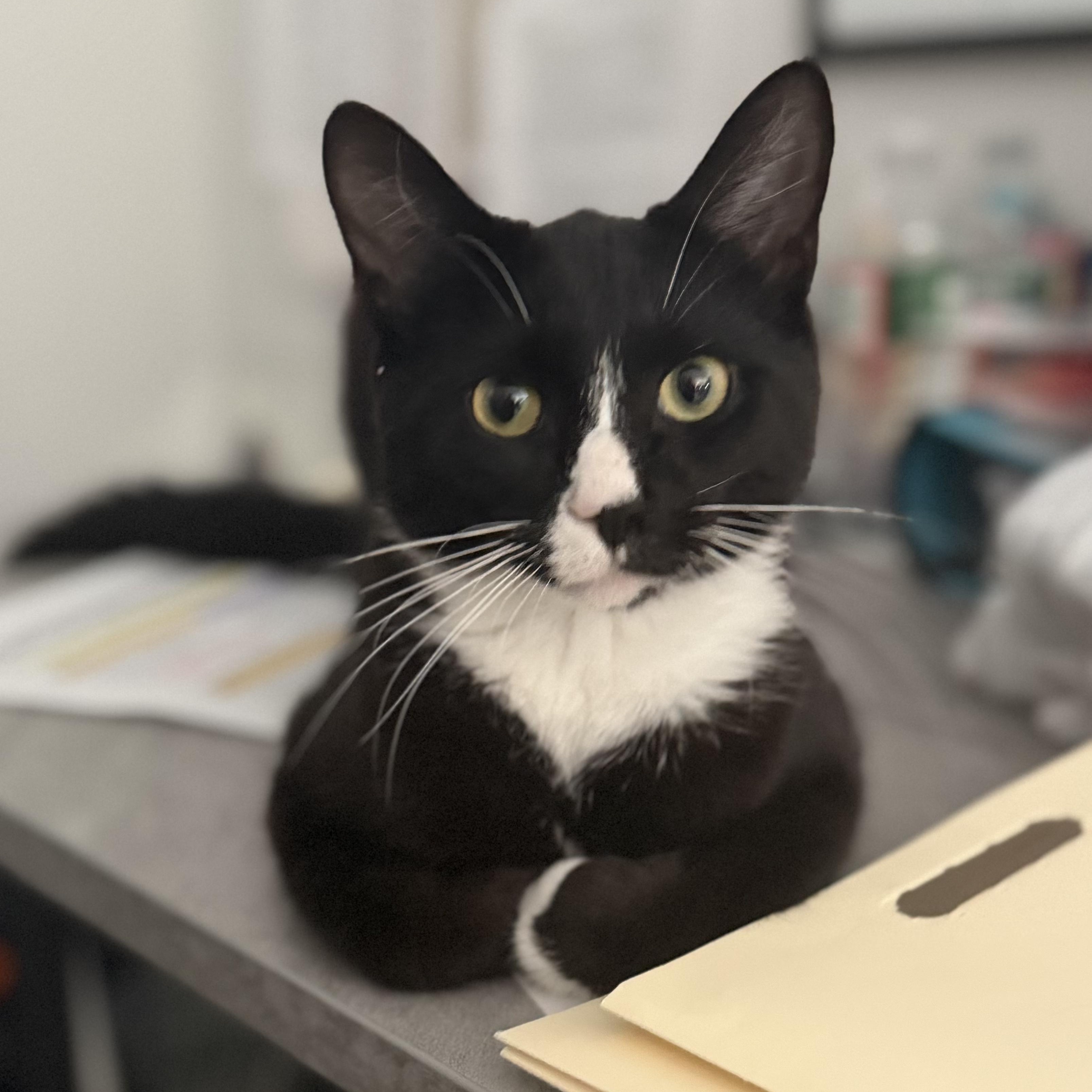Enlarge Chandler, a Adopted American Shorthair in Hull, MA image 2/3